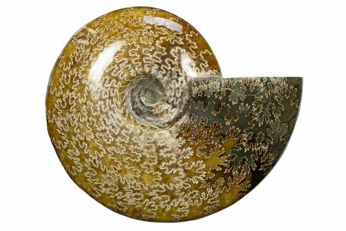 Polished Cretaceous Ammonite (Cleoniceras) Fossil - Madagascar #317881